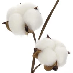 Coupon ⌛ Cotton Stem by Ashland® 👍 -Ashland Sales 10679177 2