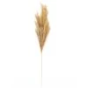 Budget ❤️ Wispy Pampas Grass Stem by Ashland® ✨ -Ashland Sales 10679178 1