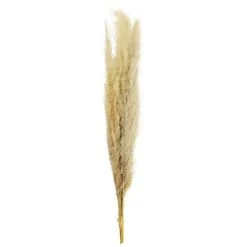 Cheapest ⌛ Natural Brown Pampas Bunch by Ashland® 🌟