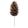 Best Sale 😀 Pinecone Pick by Ashland® ❤️ -Ashland Sales 10698756 1