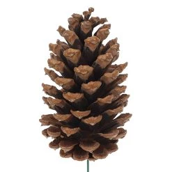 Best Sale 😀 Pinecone Pick by Ashland® ❤️ -Ashland Sales 10698756 2