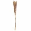 Buy 🌟 Mini Natural Brown Pampas Bunch by Ashland® 🔥 -Ashland Sales 10698883 1