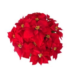 Hot Sale 🎁 24" Deluxe Potted Red Poinsettia by Ashland® ✔️ -Ashland Sales 10700083 2
