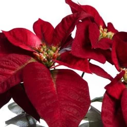 Best Pirce 🔥 Dark Red Velvet Poinsettia Bush by Ashland® 🤩 -Ashland Sales 10700147 2