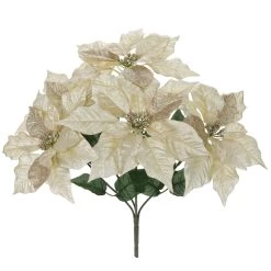 Promo 🔔 Champagne Poinsettia Bush by Ashland® 😀