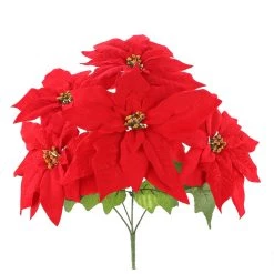 Cheapest 👏 Red Poinsettia Bush by Ashland® 😀