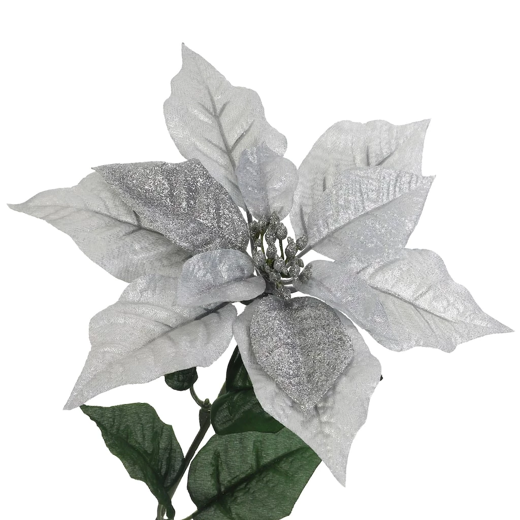 Best Pirce 🥰 Silver Poinsettia Bush by Ashland® 😀 4 Best Pirce 🥰 Silver Poinsettia Bush by Ashland® 😀 - Image 2