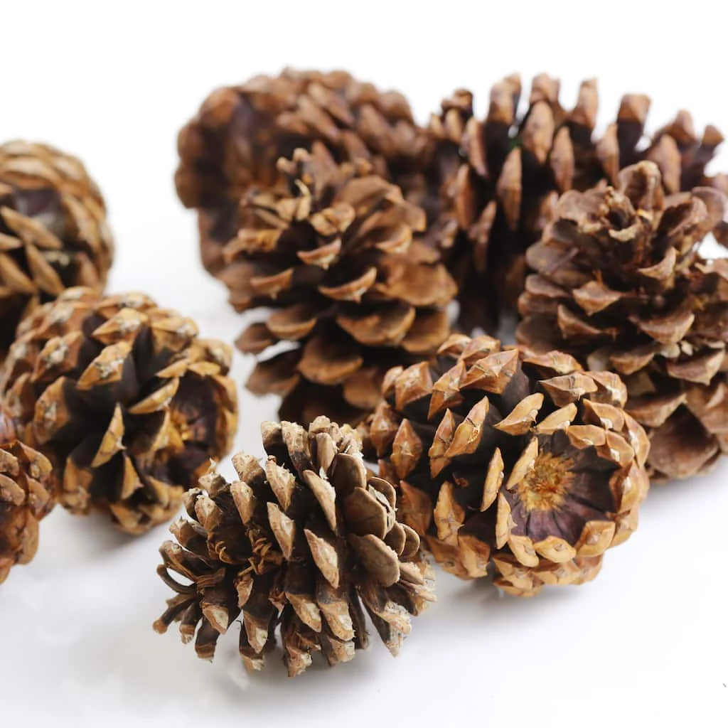 Discount ❤️ Cinnamon Scented Pinecones by Ashland® 😍 5 Discount ❤️ Cinnamon Scented Pinecones by Ashland® 😍 - Image 3