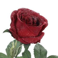 Cheap ⌛ Iced Red Rose Stem by Ashland® 🔥 -Ashland Sales 10701048 3