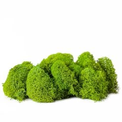 Buy ✔️ Green Reindeer Moss by Ashland® 🤩 -Ashland Sales 10703339 2