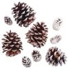 Best Sale 🌟 Snow Dusted Pinecones by Ashland® 🎉 -Ashland Sales 10703688 2