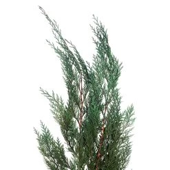 Deals 👍 Assorted Dried Cedar Bouquet by Ashland® 😉 -Ashland Sales 10703769 2