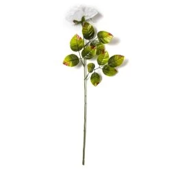 Brand new ⌛ 24 Pack: White Holland Rose Stem by Ashland® 🎉 -Ashland Sales MP056110 21