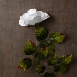 Brand new ⌛ 24 Pack: White Holland Rose Stem by Ashland® 🎉 -Ashland Sales MP056110 25