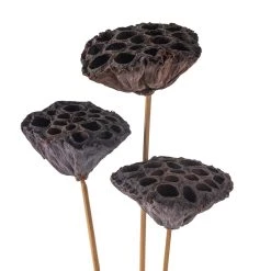 Deals ✨ 12 Pack: Natural Lotus Pods Stem by Ashland® ⌛ -Ashland Sales MP065712 20