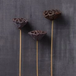 Deals ✨ 12 Pack: Natural Lotus Pods Stem by Ashland® ⌛ -Ashland Sales MP065712 22