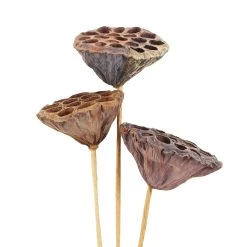 Deals ✨ 12 Pack: Natural Lotus Pods Stem by Ashland® ⌛ -Ashland Sales MP065712 3