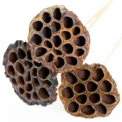 Deals ✨ 12 Pack: Natural Lotus Pods Stem by Ashland® ⌛ -Ashland Sales MP065712 4