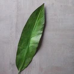 Best reviews of 🎉 16 Pack: Green Tropical Bird Of Paradise Leaf Spray by Ashland® 😉 -Ashland Sales MP066923 25