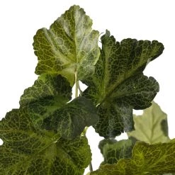 Flash Sale ✔️ 10 Pack: Coral Bell Bush by Ashland® 👏 -Ashland Sales MP129104 20