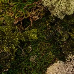 Flash Sale 💯 6 Pack: Moss Variety Pack by Ashland® ❤️ 9 Flash Sale 💯 6 Pack: Moss Variety Pack by Ashland® ❤️ -Ashland Sales MP135036 22