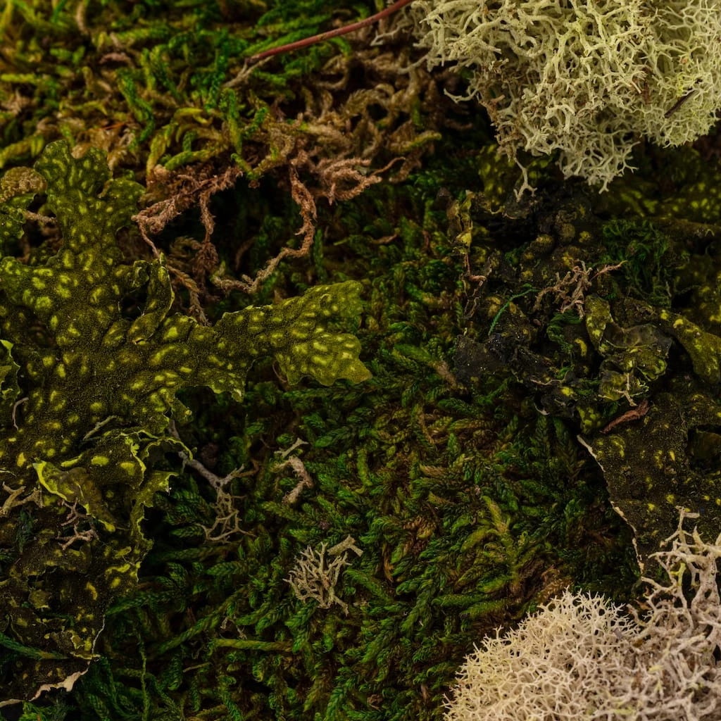 Flash Sale 💯 6 Pack: Moss Variety Pack by Ashland® ❤️ 5 Flash Sale 💯 6 Pack: Moss Variety Pack by Ashland® ❤️ - Image 3