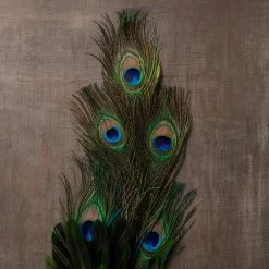Best deal 🔔 12 Pack: Peacock Feather Pick by Ashland® 🔥 7 Best deal 🔔 12 Pack: Peacock Feather Pick by Ashland® 🔥 -Ashland Sales MP150741 25