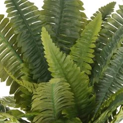 Cheapest 🎉 12 Pack: Boston Fern Bush by Ashland® ❤️ -Ashland Sales MP194885 2