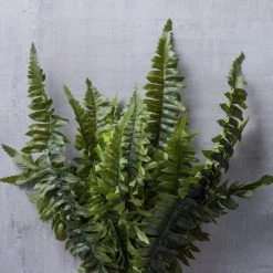 Cheapest 🎉 12 Pack: Boston Fern Bush by Ashland® ❤️ -Ashland Sales MP194885 22