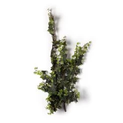 Hot Sale ⌛ 12 Pack: Star Ivy Bush by Ashland® 🧨 -Ashland Sales MP194917 21