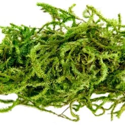 Cheap 💯 12 Pack: Preserved Forest Moss by Ashland® 🧨 7 Cheap 💯 12 Pack: Preserved Forest Moss by Ashland® 🧨 -Ashland Sales MP204602 4