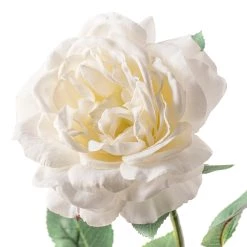 Top 10 👏 12 Pack: White Sophia Rose Stem by Ashland® 🤩 -Ashland Sales MP213470 20