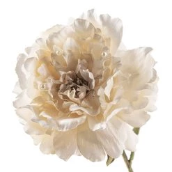 Cheap ⭐ 12 Pack: Cream Pearled Peony Stem by Ashland® 👏 -Ashland Sales MP213485 20