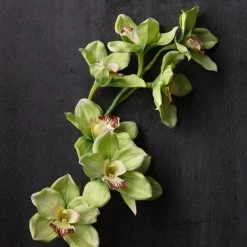 Cheapest 💯 8 Pack: Pale Green Boat Orchid Stem by Ashland® 🛒 -Ashland Sales MP230928 22