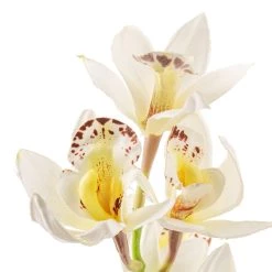 Deals 👏 8 Pack: Cream Boat Orchid Stem by Ashland® 😍 -Ashland Sales MP230929 20