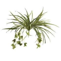 Promo 🌟 12 Pack: Green Spider Bush by Ashland® 😍