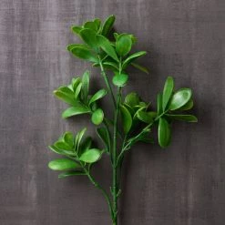 Coupon 🥰 12 Pack: Green Crassula Spray by Ashland® 🎁 -Ashland Sales MP262977 22