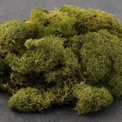 Cheap 😀 12 Pack: Spring Green Reindeer Moss by Ashland® 👍 -Ashland Sales MP284153 21