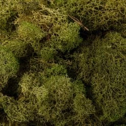 Cheap 😀 12 Pack: Spring Green Reindeer Moss by Ashland® 👍 -Ashland Sales MP284153 22