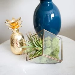 Cheap 😀 12 Pack: Spring Green Reindeer Moss by Ashland® 👍 -Ashland Sales MP284153 4