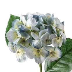 Budget 👏 12 Pack: Blue & Green Hydrangea Stem by Ashland® 🥰 -Ashland Sales MP297077 20