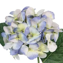 Budget 🛒 12 Pack: Indigo & Green Hydrangea Stem by Ashland® 🛒 -Ashland Sales MP297095 2