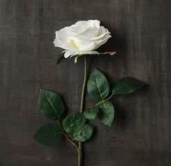 Best reviews of 🔥 16 Pack: Ivory Princess Rose Stem by Ashland® 🔥 -Ashland Sales MP297096 25