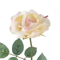 Best reviews of 🥰 12 Pack: White Princess Rose Stem by Ashland® 👍 -Ashland Sales MP297097 20