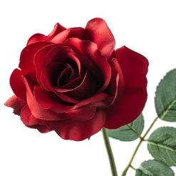 Best reviews of ✔️ 12 Pack: Dark Red Princess Rose by Ashland® ⭐ -Ashland Sales MP297101 20