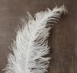 Budget 👏 12 Pack: Ivory Ostrich Feather by Ashland® 😉 -Ashland Sales MP299982 25