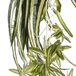 Best Sale 😍 12 Pack: Light Green Variegated Spider Bush by Ashland® ✔️ -Ashland Sales MP308650 20