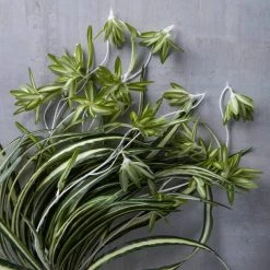 Best Sale 😍 12 Pack: Light Green Variegated Spider Bush by Ashland® ✔️ -Ashland Sales MP308650 22