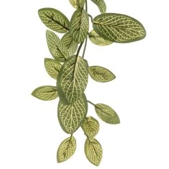 Buy 🧨 8 Pack: Fittonia Hanging Bush by Ashland® 😍 -Ashland Sales MP308882 20