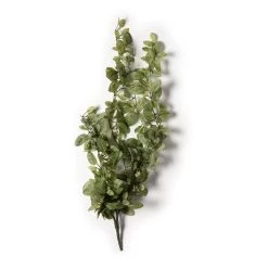 Buy 🧨 8 Pack: Fittonia Hanging Bush by Ashland® 😍 -Ashland Sales MP308882 21